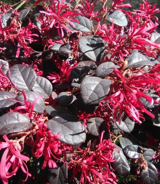 Loropetalum chinense ‘Black Pearl’ 1/4 kmeň